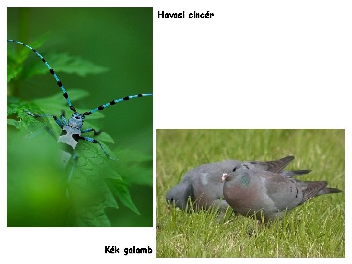 Havasi cincér Kék galamb Havasi cincér Kék galamb