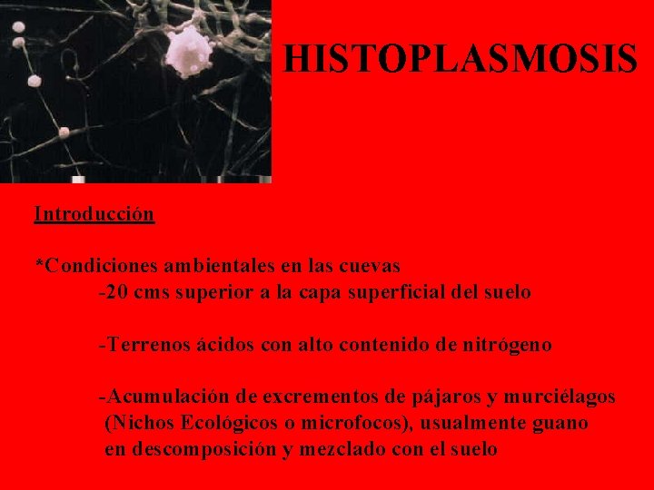 HISTOPLASMOSIS Introducción *Condiciones ambientales en las cuevas -20 cms superior a la capa superficial