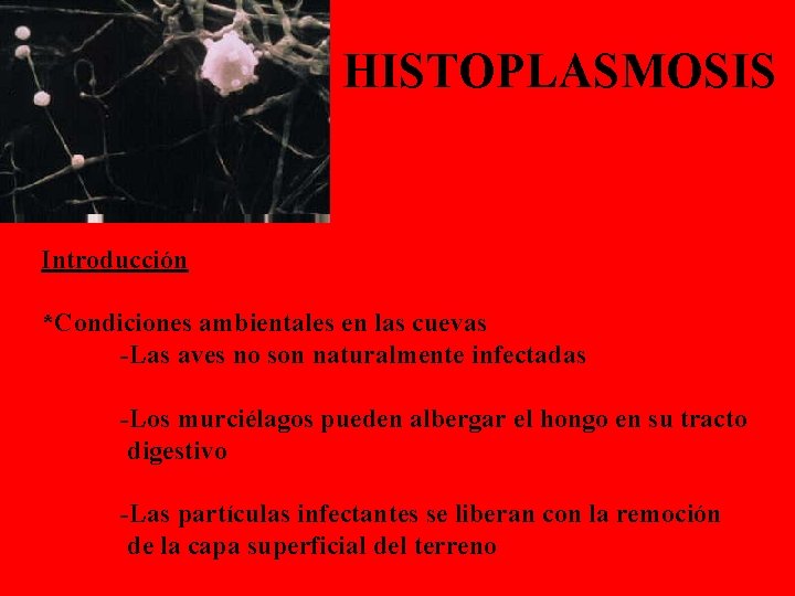 HISTOPLASMOSIS Introducción *Condiciones ambientales en las cuevas -Las aves no son naturalmente infectadas -Los