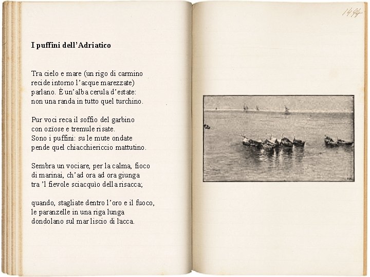 I puffini dell’Adriatico Tra cielo e mare (un rigo di carmino recide intorno l’acque