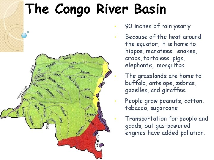 The Congo River Basin • 90 inches of rain yearly • Because of the