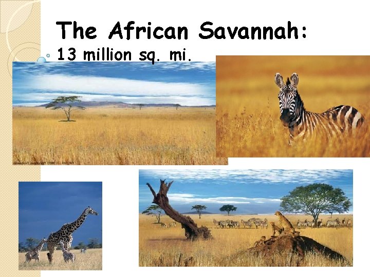 The African Savannah: 13 million sq. mi. 