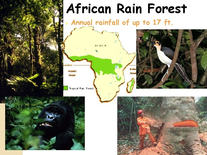 African Rain Forest # Annual rainfall of up to 17 ft. 