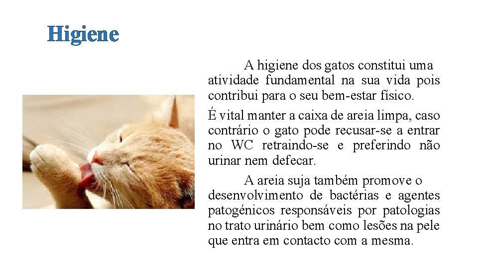 Higiene A higiene dos gatos constitui uma atividade fundamental na sua vida pois contribui