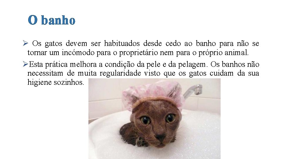 O banho Ø Os gatos devem ser habituados desde cedo ao banho para não