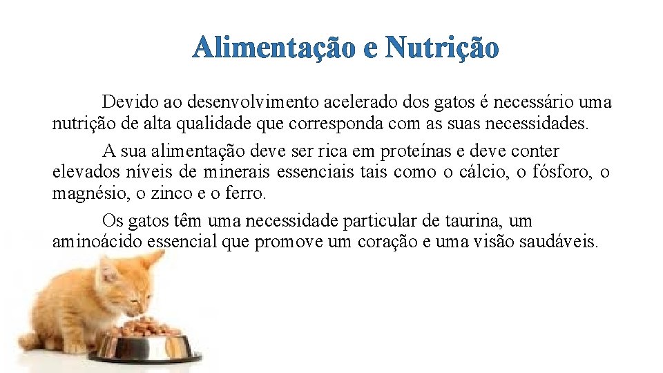 Alimentação e Nutrição Devido ao desenvolvimento acelerado dos gatos é necessário uma nutrição de