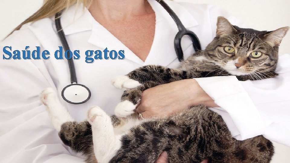 Saúde dos gatos 
