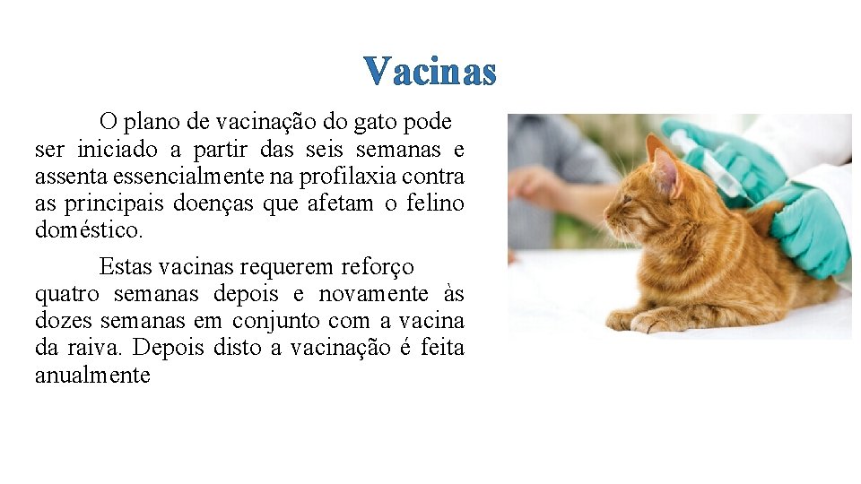 Vacinas O plano de vacinação do gato pode ser iniciado a partir das seis