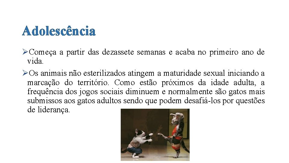 Adolescência ØComeça a partir das dezassete semanas e acaba no primeiro ano de vida.