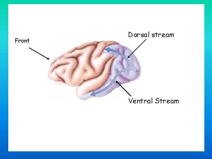 Front Dorsal stream Ventral Stream 6/7/2021 