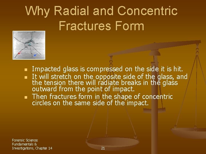 Why Radial and Concentric Fractures Form n n n Impacted glass is compressed on