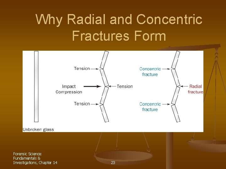 Why Radial and Concentric Fractures Form Forensic Science: Fundamentals & Investigations, Chapter 14 23