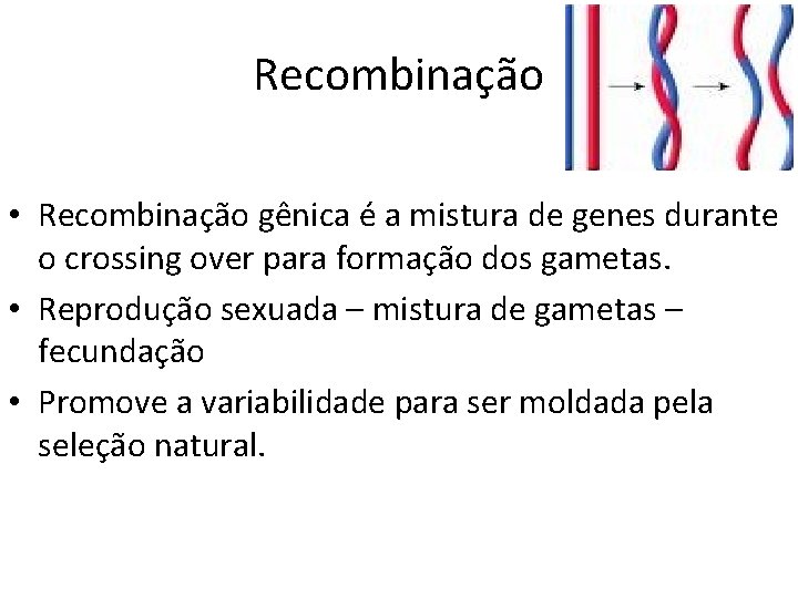 Recombinação • Recombinação gênica é a mistura de genes durante o crossing over para