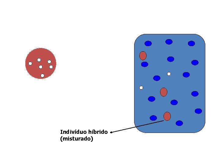 Indivíduo híbrido (misturado) 