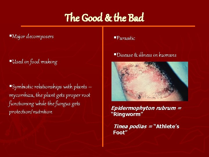 The Good & the Bad §Major decomposers §Used in food making §Symbiotic relationships with