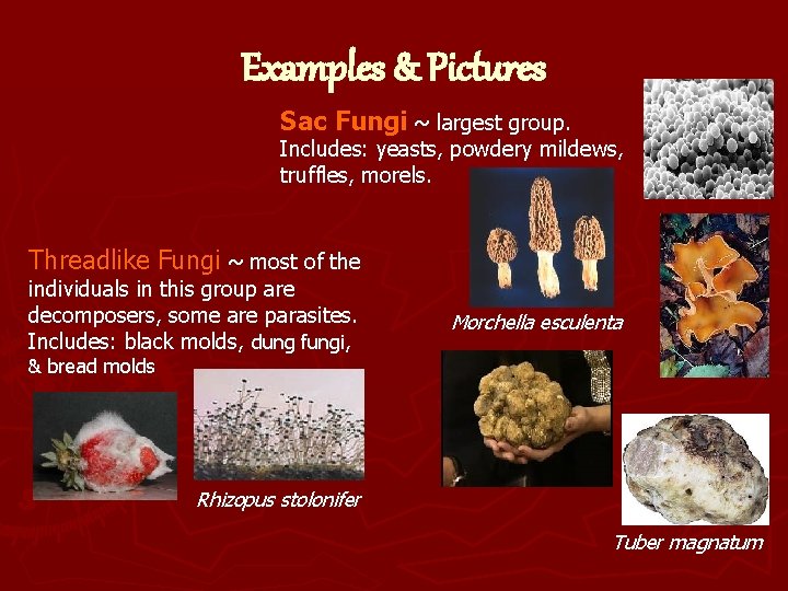 Examples & Pictures Sac Fungi ~ largest group. Includes: yeasts, powdery mildews, truffles, morels.