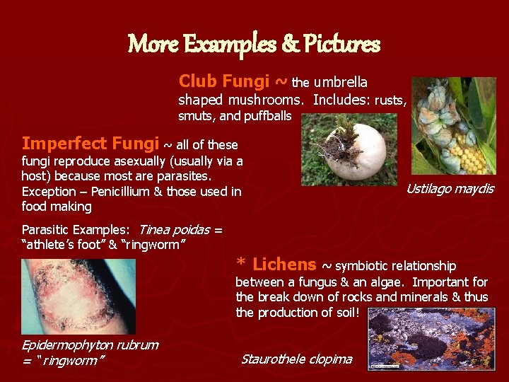 More Examples & Pictures Club Fungi ~ the umbrella shaped mushrooms. Includes: rusts, smuts,