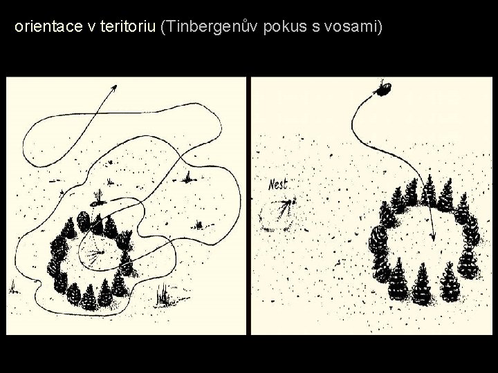 orientace v teritoriu (Tinbergenův pokus s vosami) 