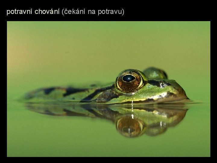 potravní chování (čekání na potravu) 