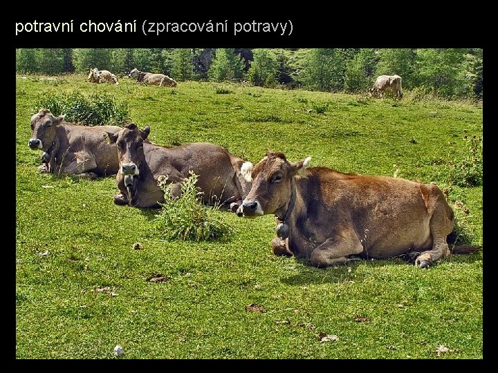 potravní chování (zpracování potravy) 