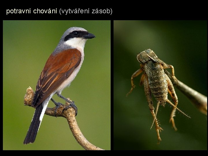 potravní chování (vytváření zásob) 