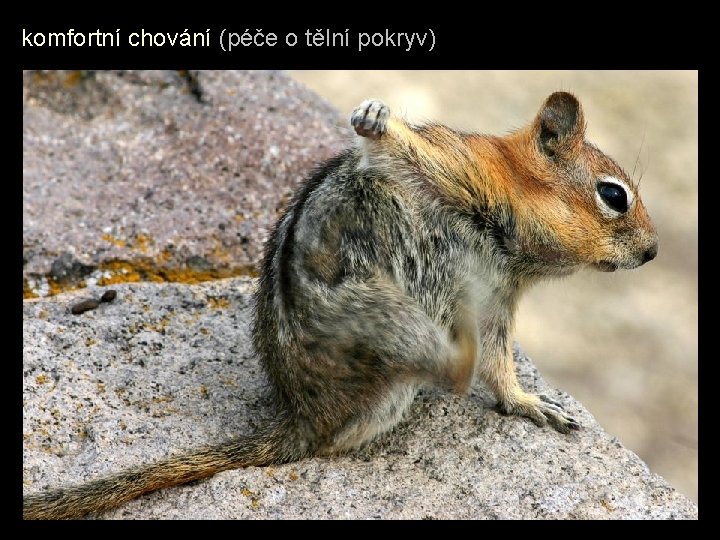 komfortní chování (péče o tělní pokryv) 