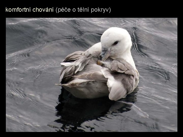 komfortní chování (péče o tělní pokryv) 