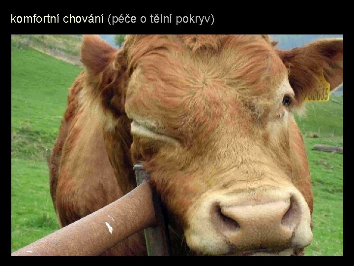 komfortní chování (péče o tělní pokryv) 