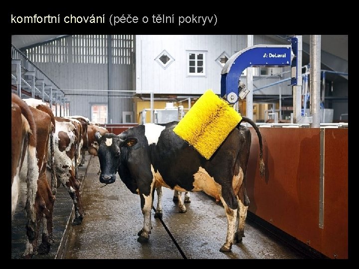 komfortní chování (péče o tělní pokryv) 