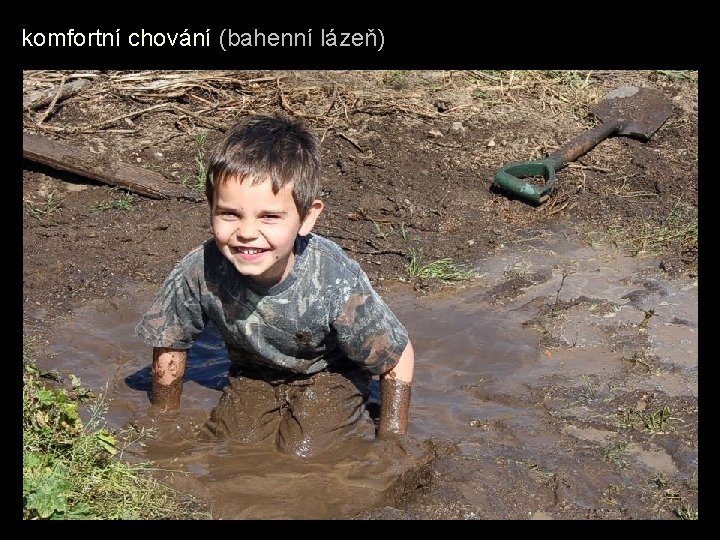 komfortní chování (bahenní lázeň) 