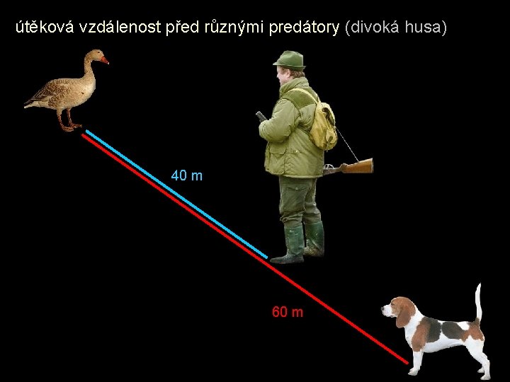 útěková vzdálenost před různými predátory (divoká husa) 40 m 60 m 