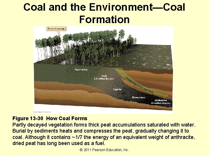 Coal and the Environment—Coal Formation Figure 13 -30 How Coal Forms Partly decayed vegetation