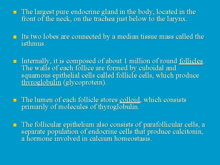 n The largest pure endocrine gland in the body, located in the front of