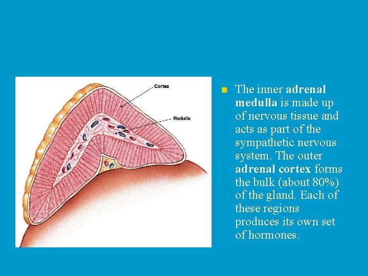 n The inner adrenal medulla is made up of nervous tissue and acts as