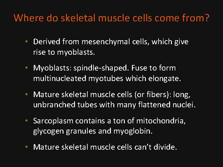 Where do skeletal muscle cells come from? • Derived from mesenchymal cells, which give