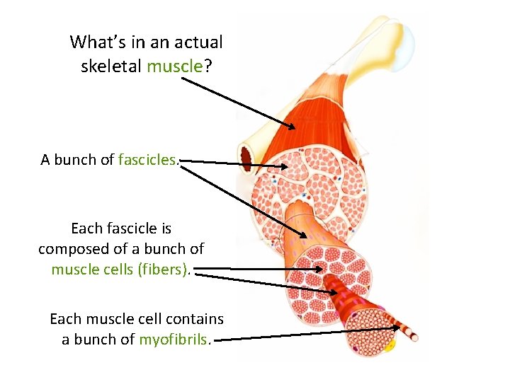 What’s in an actual skeletal muscle? A bunch of fascicles. Each fascicle is composed