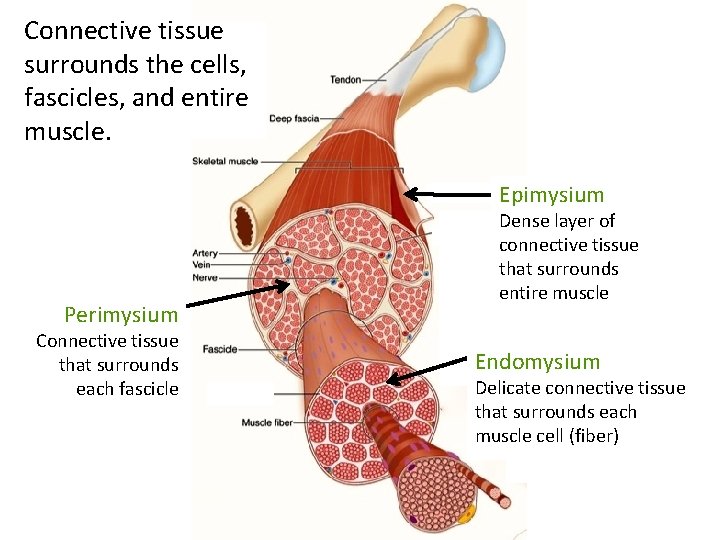 Connective tissue surrounds the cells, fascicles, and entire muscle. Epimysium Perimysium Connective tissue that