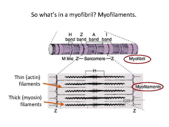 So what’s in a myofibril? Myofilaments. Thin (actin) filaments Thick (myosin) filaments 