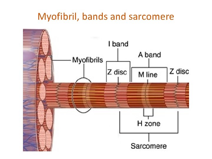 Myofibril, bands and sarcomere 