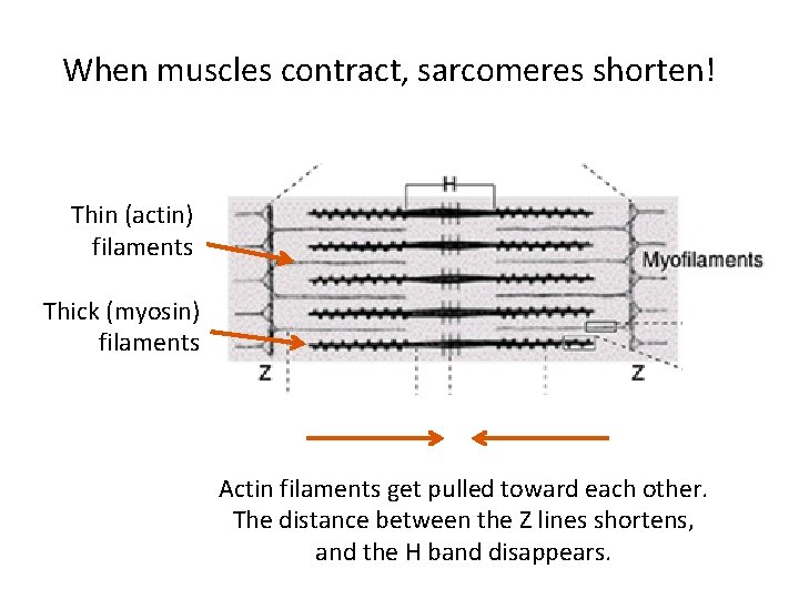When muscles contract, sarcomeres shorten! Thin (actin) filaments Thick (myosin) filaments Actin filaments get