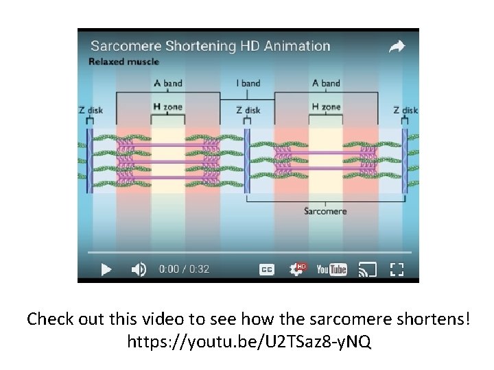 Check out this video to see how the sarcomere shortens! https: //youtu. be/U 2