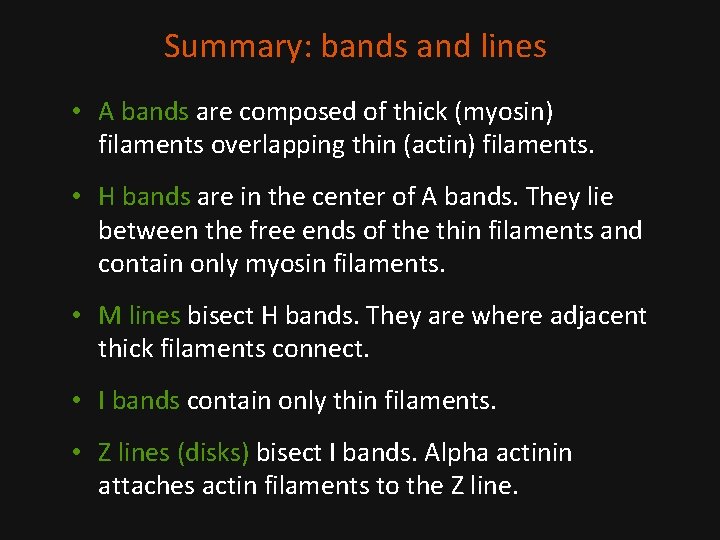 Summary: bands and lines • A bands are composed of thick (myosin) filaments overlapping