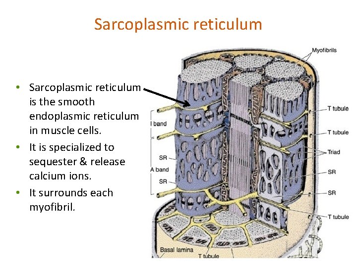 Sarcoplasmic reticulum • Sarcoplasmic reticulum is the smooth endoplasmic reticulum in muscle cells. •