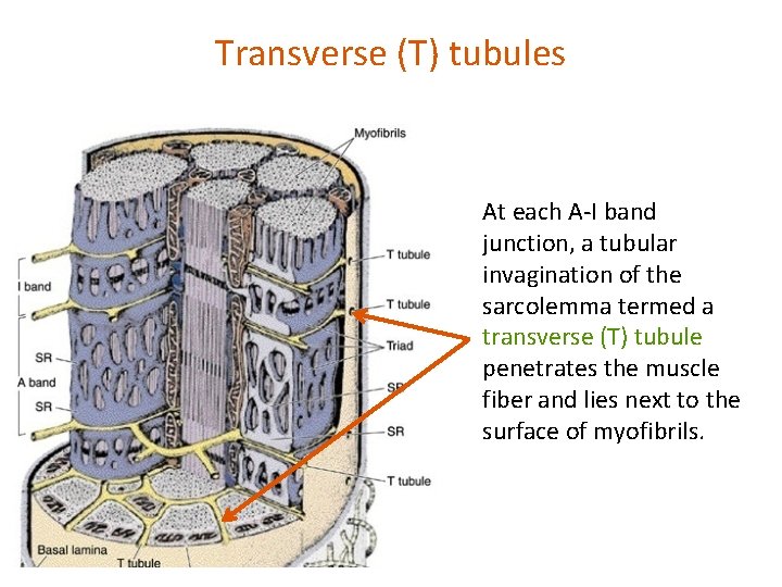 Transverse (T) tubules At each A-I band junction, a tubular invagination of the sarcolemma