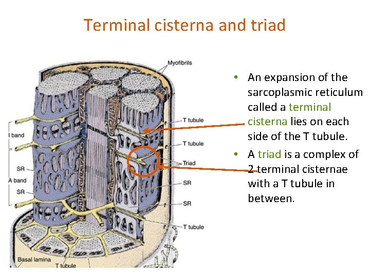 Terminal cisterna and triad • An expansion of the sarcoplasmic reticulum called a terminal