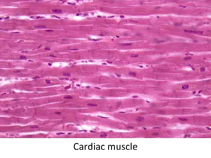 Cardiac muscle 