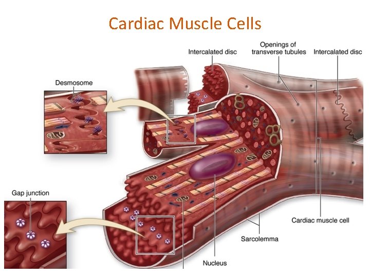 Cardiac Muscle Cells 