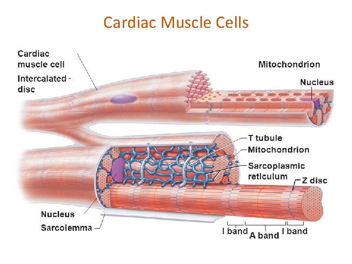 Cardiac Muscle Cells 
