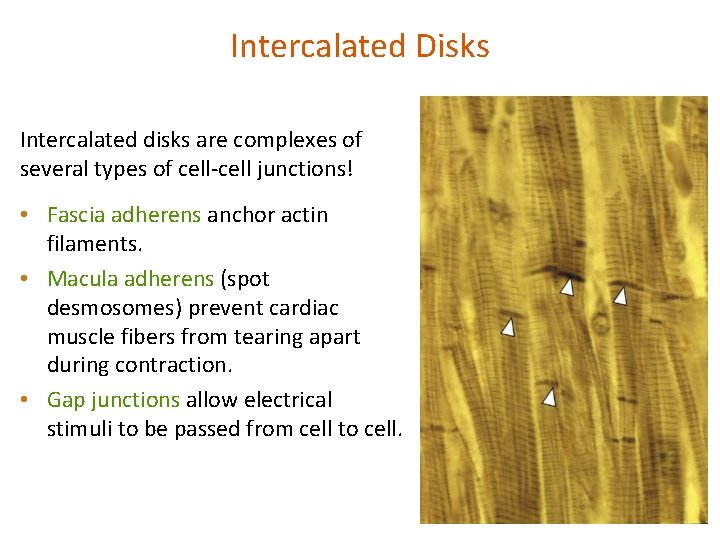 Intercalated Disks Intercalated disks are complexes of several types of cell-cell junctions! • Fascia