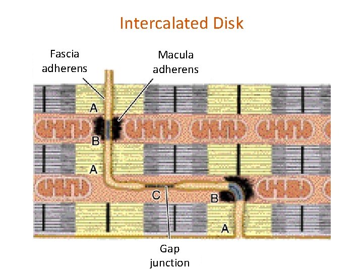 Intercalated Disk Fascia adherens Macula adherens Gap junction 